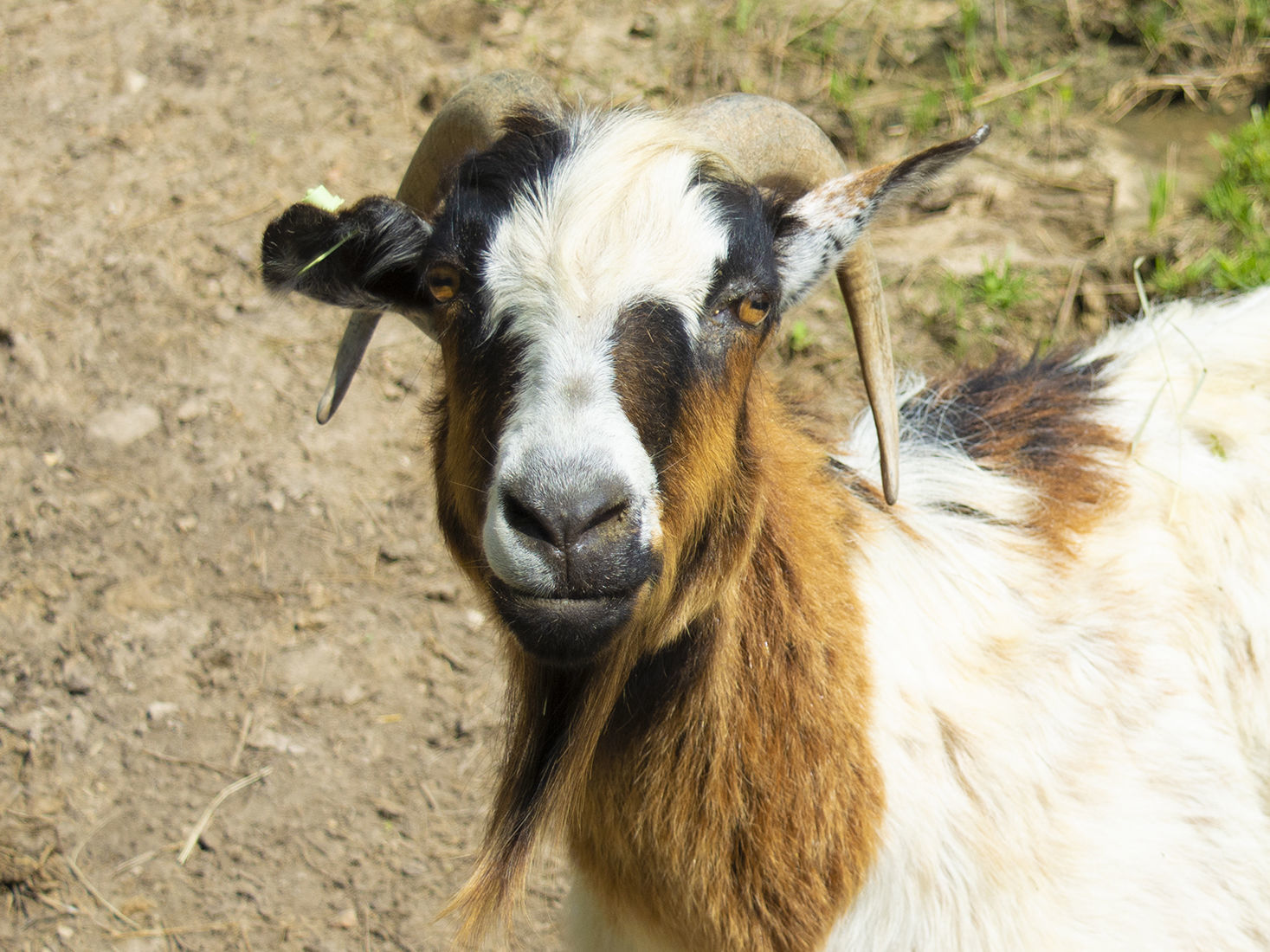 Last week's pet, still available: Manny